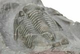 Large, Unidentified Proetid Trilobite - Jorf, Morocco #276174-5